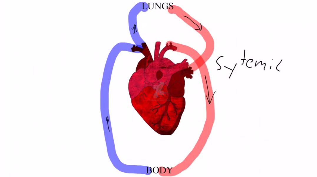 ⁣Double Circulatory System vs  Single Circulatory System720p