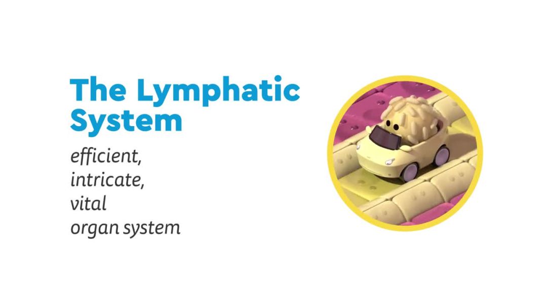 ⁣What is the Lymphatic System