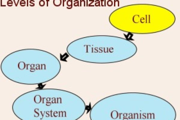 TISSUES, ORGANS AND ORGAN SYSTEMS