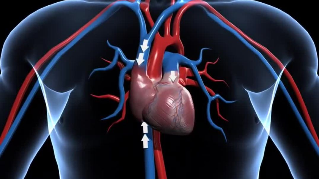 ⁣How does human circulatory system work – 3D animation – in English