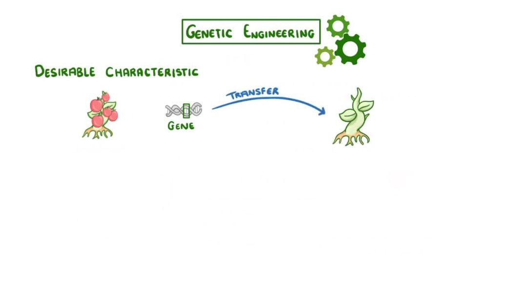 ⁣GCSE Biology - Genetic Engineering
