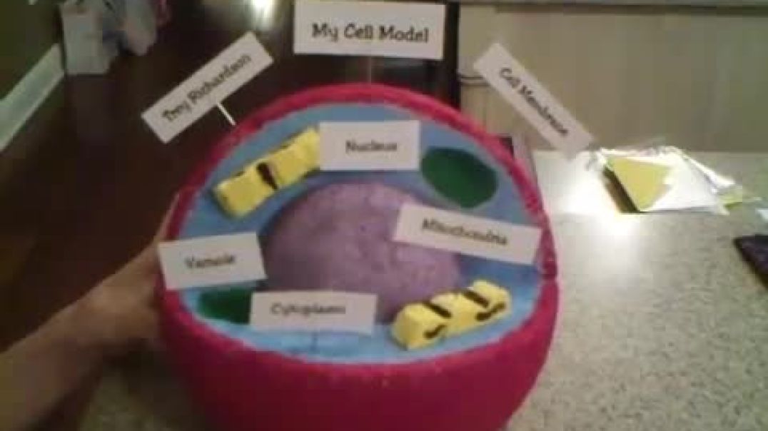 ⁣Trey's 5th Grade Science Project - Human Cell Model